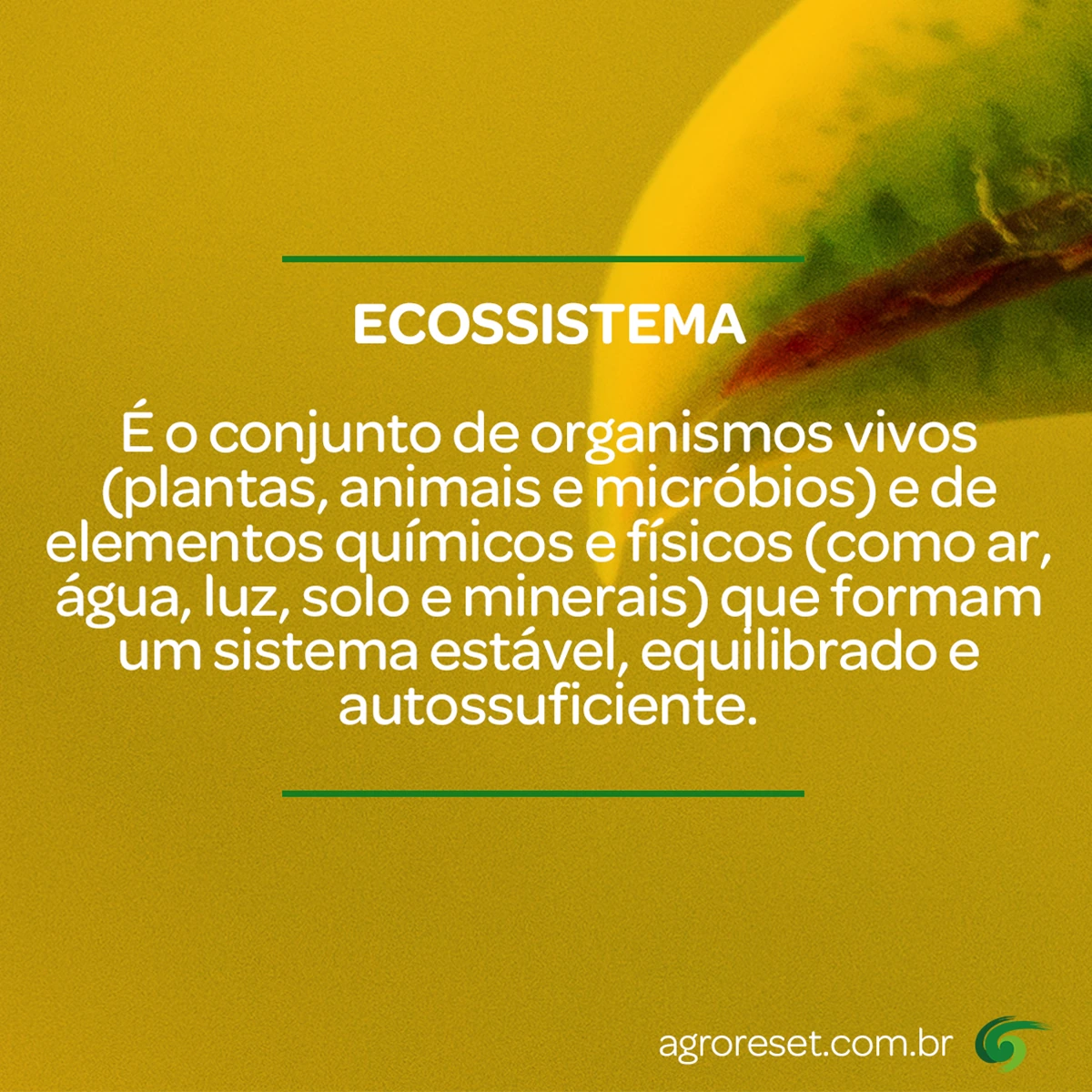 Desenvolvimento da explicação em um card.